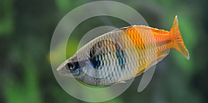 Boeseman`s rainbowfish Melanotaenia boesemani , male